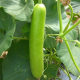 Bottlegourd (Bushan)	Known you seed-50gm