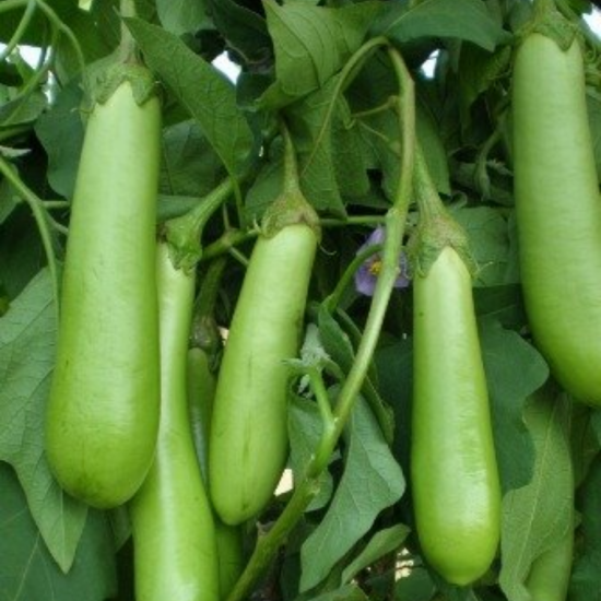 Bringal (Green long) Clause-10gm