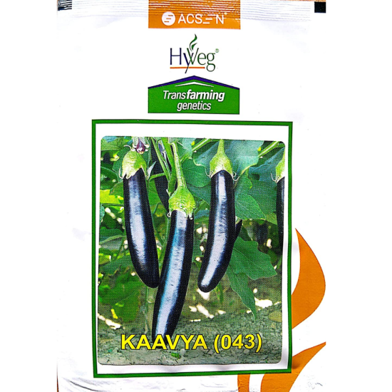 Brinjal ( Kavya ) Hweg