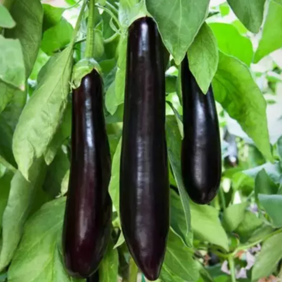 Brinjal ( Kavya ) Hweg