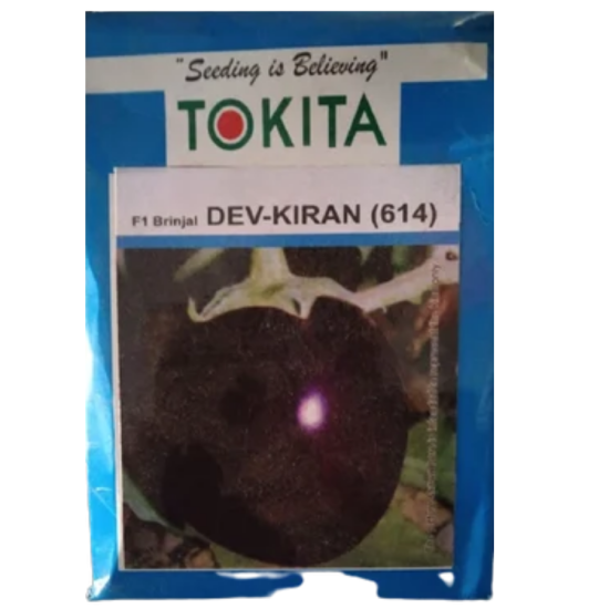 Brinjal Round F1Dev Kiran Tokita-10gm