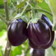 Brinjal Round F1Dev Kiran Tokita-10gm