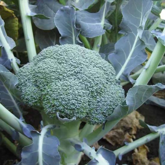 Broccoli (Shishir)	Known you seed -10gm