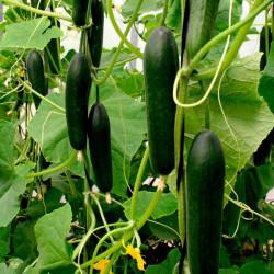 Cucumber ( F1, Zara )	Enza Zaden-10gm