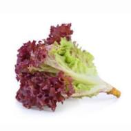 Gennext - Lettuce Redrose 10gm