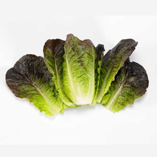 Lettuce Xanadu - Enza Zaden 1000 seeds
