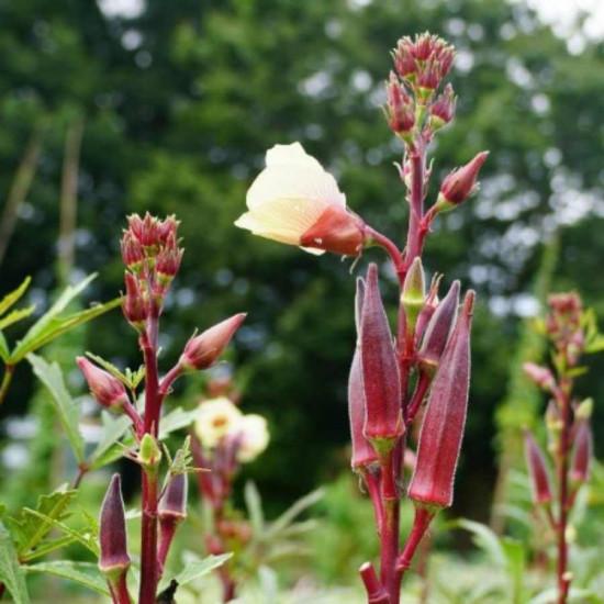 Okra ( F1, Red, Kumkum ) Advanta-100gm