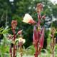 Okra ( F1, Red, Kumkum ) Advanta-100gm