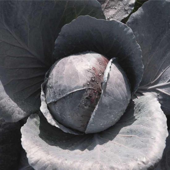 Red Cabbage (F1, Primero) Bejo-4.5gm