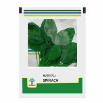 Spinach Kalash-50gm