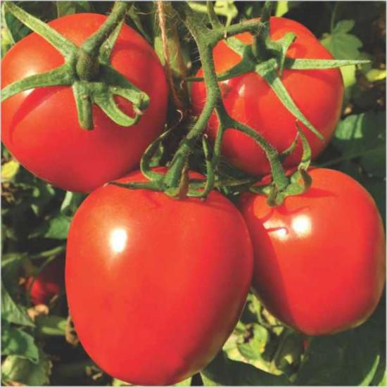 Tomato (Ansal) Seminis-7.2gm / 3500 seeds