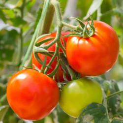 Tomato (NS 4266) Namdhari-10gm