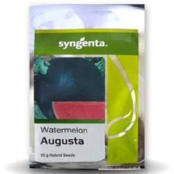 AUGUSTA WATERMELON(Syngenta)-50g