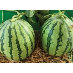 DRAGON KING WATER MELON SEEDS(Syngenta)-50g