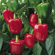 BOMBY-CAPSICUM_RED-10g