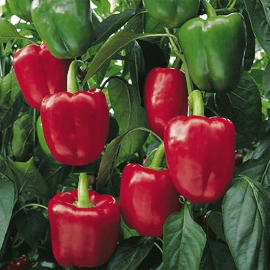 BOMBY-CAPSICUM_RED-10g