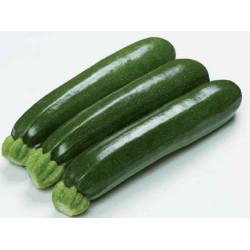 CORA F-1 GREEN ZUCCHINI-100 Seed