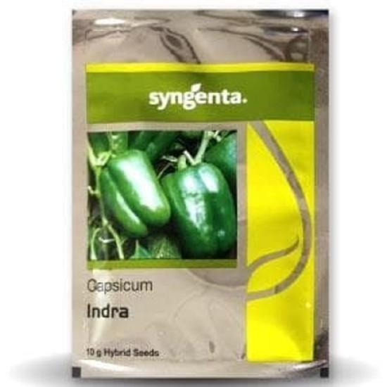 SYNGENTA INDRA CAPSICUM SEEDS(1500-seed)
