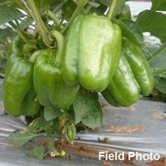 SYNGENTA INDRA CAPSICUM SEEDS(1500-seed)