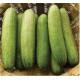 GLOSSY CUCUMBER