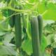 KAFKA CUCUMBER