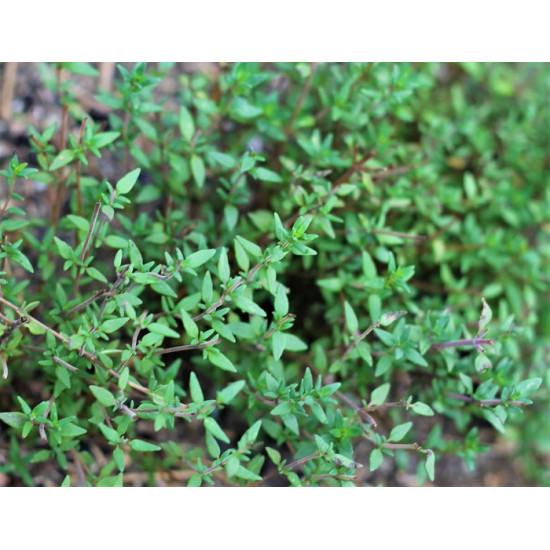 Thyme – German Winter-10g