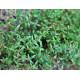 Thyme – German Winter-10g
