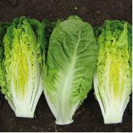 Lettuce Xanadu - Enza Zaden (1000 seeds)