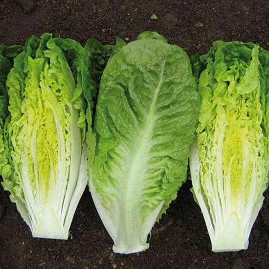 Lettuce Xanadu - Enza Zaden (1000 seeds)