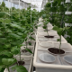 12 Bucket Step Up Dutch Bucket System for Hydroponic Farming