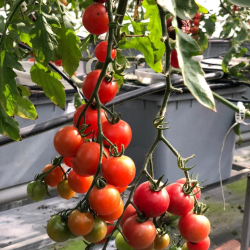 12 Bucket Step Up Dutch Bucket System for Hydroponic Farming