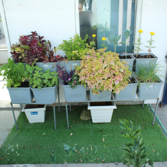 12 Bucket Step Up Dutch Bucket System for Hydroponic Farming