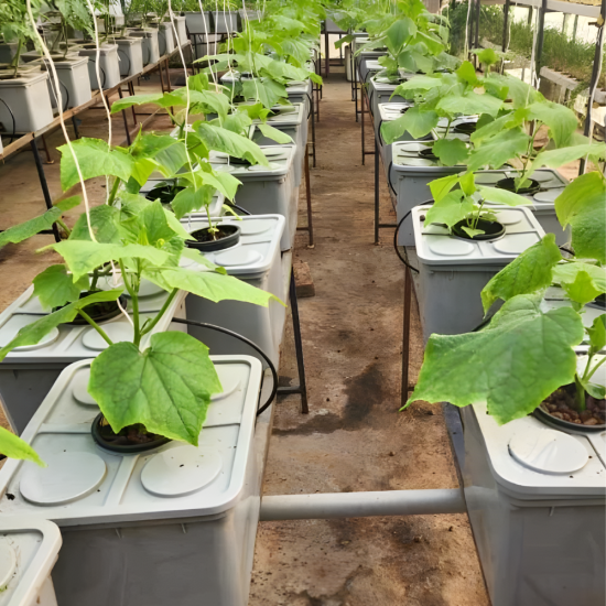 18 Bucket Step Up Dutch Bucket System for Hydroponic Farming