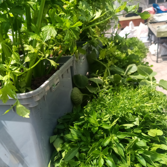 18 Bucket Step Up Dutch Bucket System for Hydroponic Farming