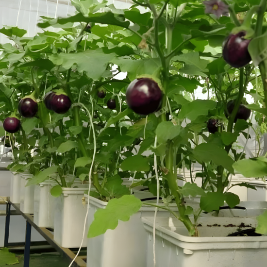 24 Bucket Step Up Dutch Bucket System for Hydroponic Farming