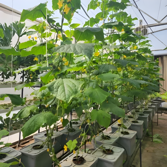 30 Bucket Step Up Dutch Bucket System for Hydroponic Farming