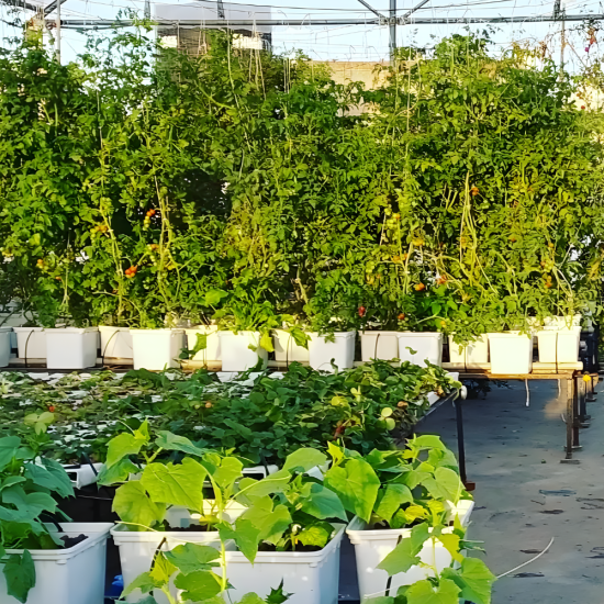 36 Bucket Step Up Dutch Bucket System for Hydroponic Farming