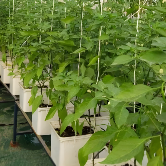 36 Bucket Step Up Dutch Bucket System for Hydroponic Farming