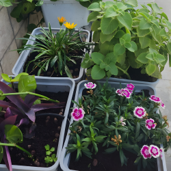 6 Bucket Step Up Dutch Bucket System for Hydroponic Farming