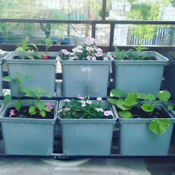 6 Bucket Step Up Dutch Bucket System for Hydroponic Farming