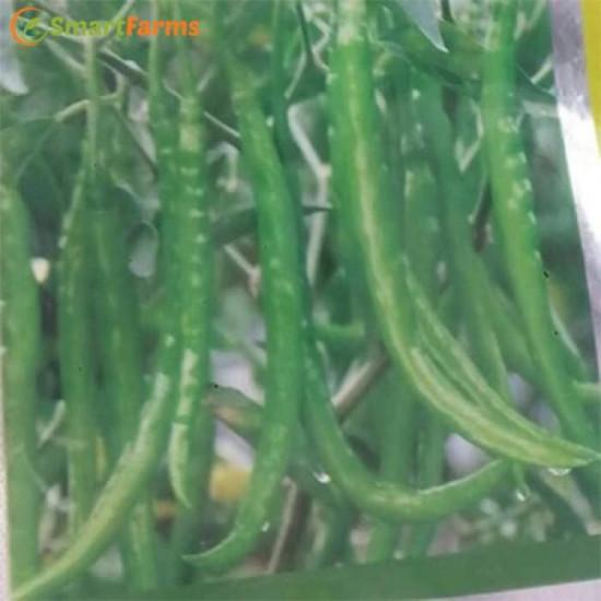 HPH 1900 Hot pepper (Syngenta)