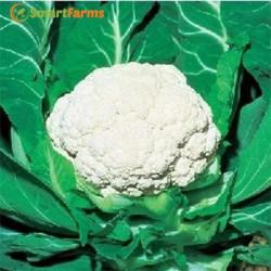 Fujiyama Cauliflower (Tokita Seeds)